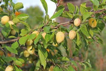 Plum yellow with green leaves growing in the garden. Plum. Plum on branch. Plum ripe