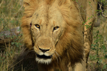Lion Kruger Park South Africa