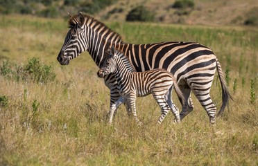 Fototapeta na wymiar Mother Zebra and Her Foal