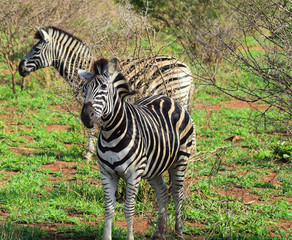 Zebra from Kruger Park South Africa