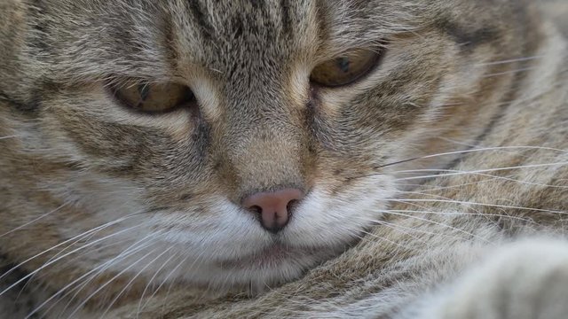 Tabby cat in the garden (no color grading)