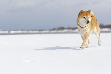 雪原の柴犬