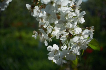 .Cherry flower