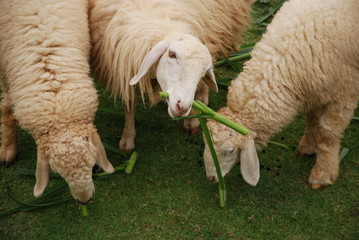 Naklejka premium 3 sheep is eating grass.