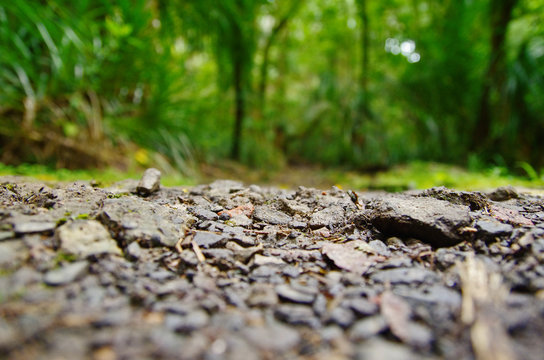Close up view of the ground, blurred jungle in the background.