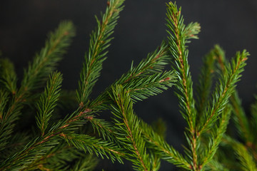 spruce and black background. Wooden background. Christmas of the heart. Black background. Beautiful fir
