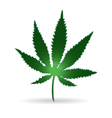 Cannabis plant isolate on white background vector icon