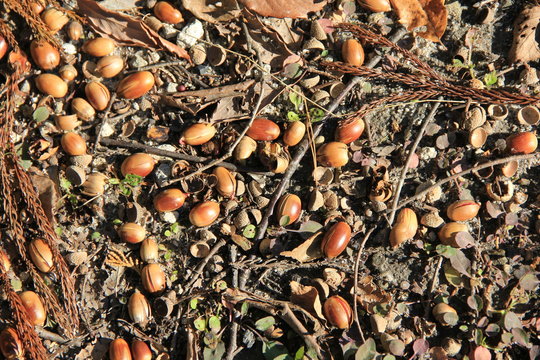 ちらほらと発芽しているものもある、地面に落ちた大量のドングリ(福島県)