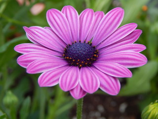 Fototapeta premium Purple African Daisy