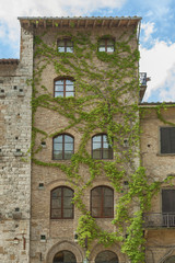 Naklejka premium Climbing Vines of Ivy on a House