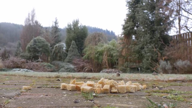 Feeding jays with bread in garden