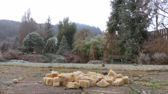 Feeding jays with bread in garden