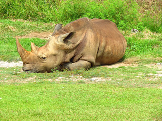 Obraz premium Rhino resting or sleeping in the grass with his horn