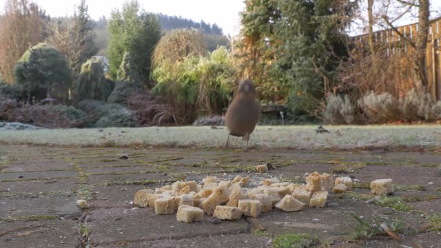 Feeding jays with bread in garden