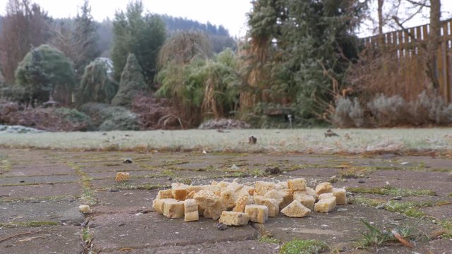 Feeding jays with bread in garden