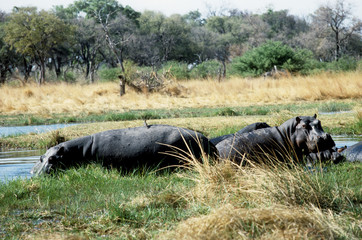 Simbabwe Mana Pools 2010 Hippo Nilpferd