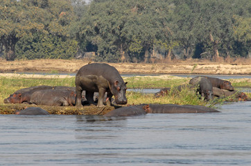 Simbabwe Mana Pools Zambesi 2010 Hippo Nilpferd