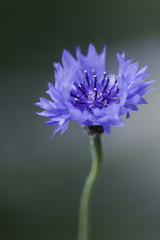 Abstract Flower Closeup