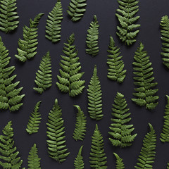 Fern Border Top View