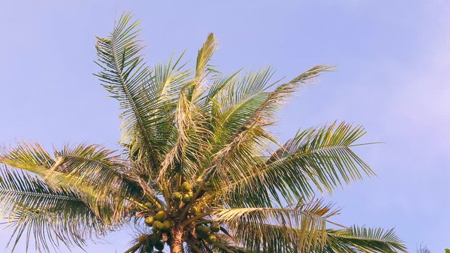 Coconut Palm Tree on Blue Sky. Paradise Tropical Island Background. 4K.