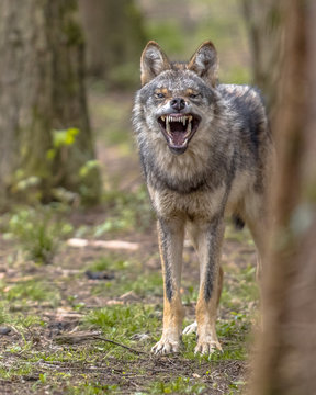 Fototapeta Agressive European grey Wolf