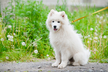 young happy fluffy sweet dog Samoyed white and furry walking on the street animal background pet wallpaper