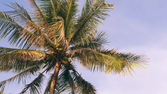 Coconut Palm Tree on Blue Sky. Paradise Tropical Island Background. Thailand. 4K.