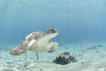 Marine turtle on the left corner swimming to the right with blue background