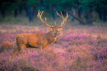 Fototapeta premium Male red deer with huge antlers