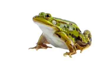 Acrylic prints Frog Green Pool frog male on white