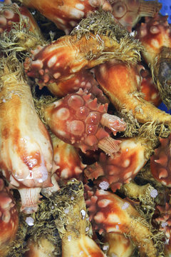 Sea squits in korean fish market