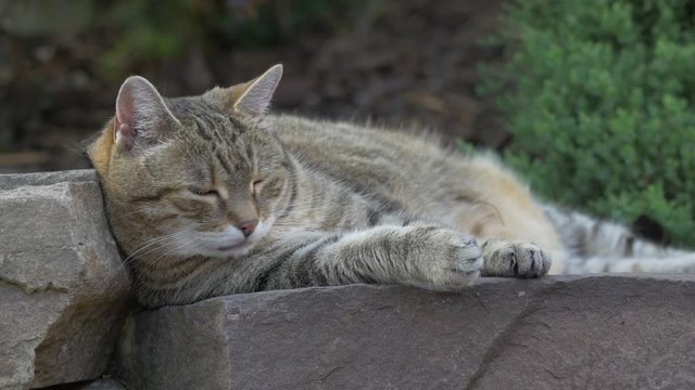 Tabby cat in the garden (no color grading)