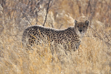 Botswana Kalahari 2016 Cheetah Gepard © Patricia