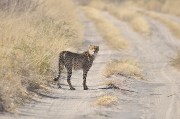 Botswana Kalahari 2016 Cheetah Gepard © Patricia