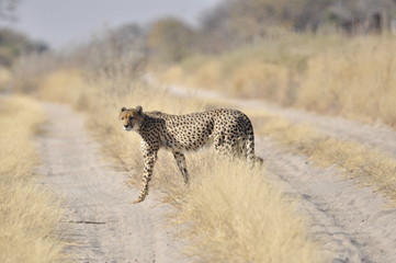 Botswana Kalahari 2016 Cheetah Gepard © Patricia
