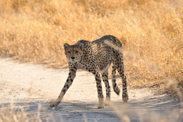 Naklejka na ściany i meble Botswana Kalahari 2016 Cheetah Gepard