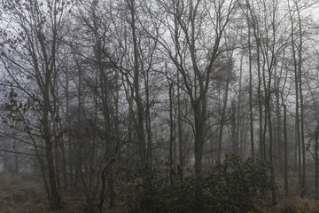 Fototapeta na wymiar Early winter morning fog in the woods