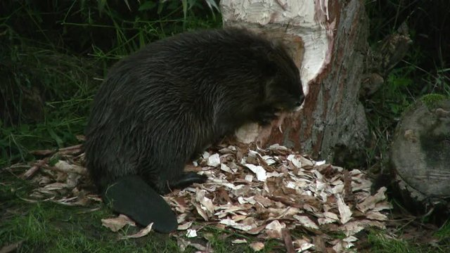 European beaver (Castor fiber) - no color grading