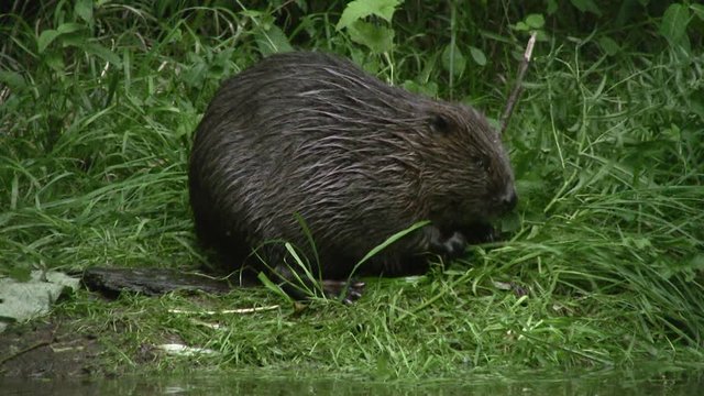 European beaver (Castor fiber) - no color grading