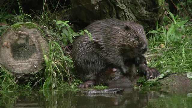 European beaver (Castor fiber) - no color grading