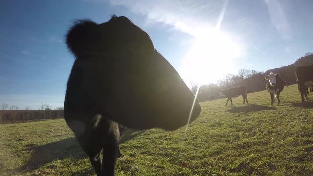 Large cow sniffing the lens with lens flare from the sun.