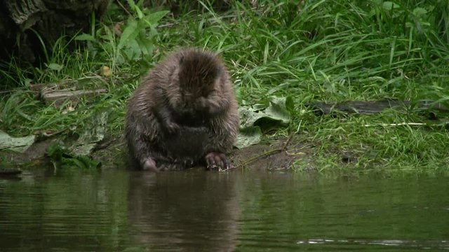 European beaver (Castor fiber) - no color grading