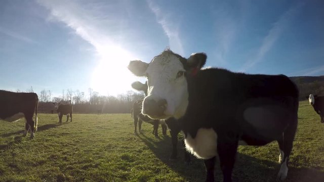 Large cow sniffing the lens with lens flare from the sun.