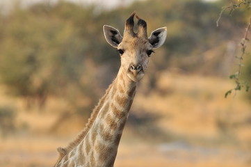 Botswana Moremi 2016 Giraffe 