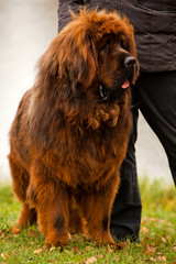 Tibetan Mastiff dog Moscow Street