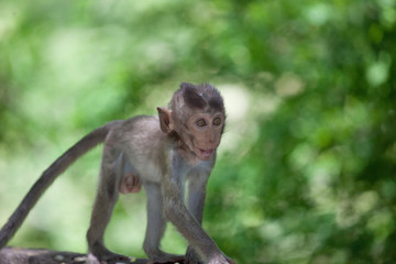 可愛いサル