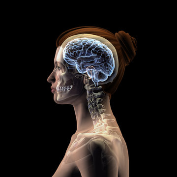 Profile of Woman's Head with Skull and Brain on Black Background