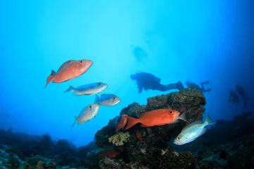 Outdoor kussens Scuba dive coral reef and fish © Richard Carey