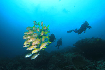 Plongée sous-marine récif de corail et poissons
