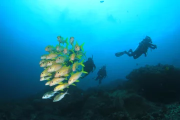 Photo sur Aluminium Plonger Plongée sous-marine récif de corail et poissons